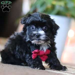 Storm, Maltipoo Puppy